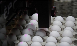 واردات ۲۰ هزار تن تخم مرغ برای تنظیم بازار/ شیوع آنفلوانزا باعث کمبود مرغ و تخم مرغ شد