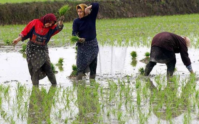 مخالفت مجلس با ممنوعیت کشت برنج/کشاورزان به خشکه‌کاری روی آوردند