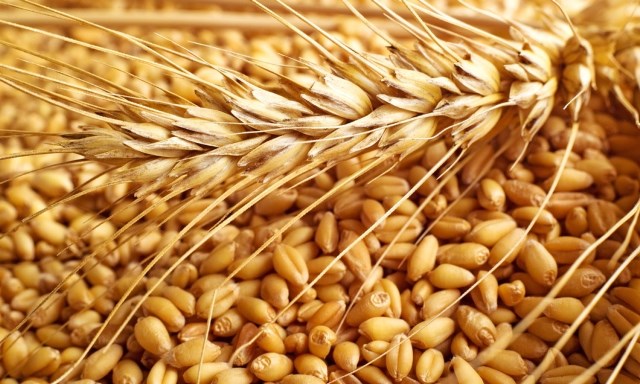 پیش بینی تولید ۱۱ میلیون تن گندم/ نیازی به واردات نداریم