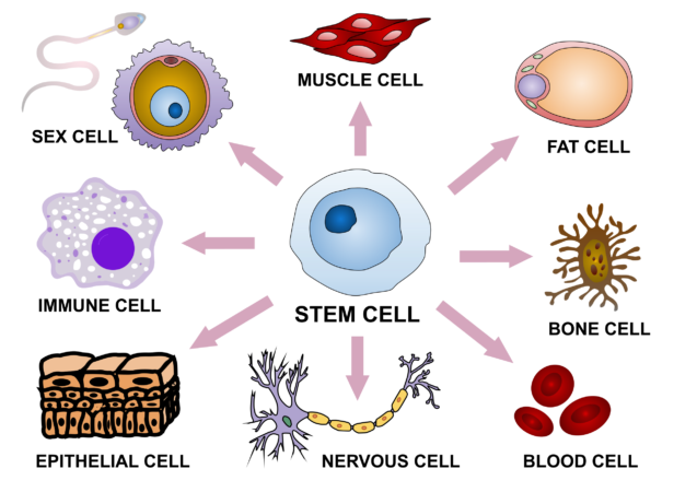 سلول‌های بنیادی چیست؟