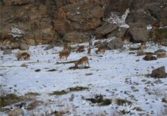 مصوبه جنجالی جدایی دنای شمالی